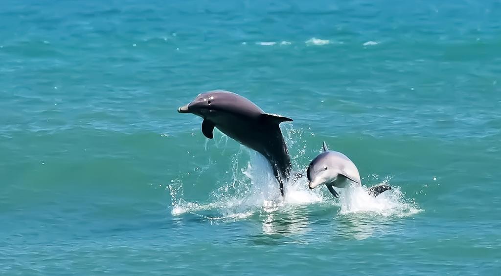 Black Dolphin Inn New Smyrna Beach Værelse billede